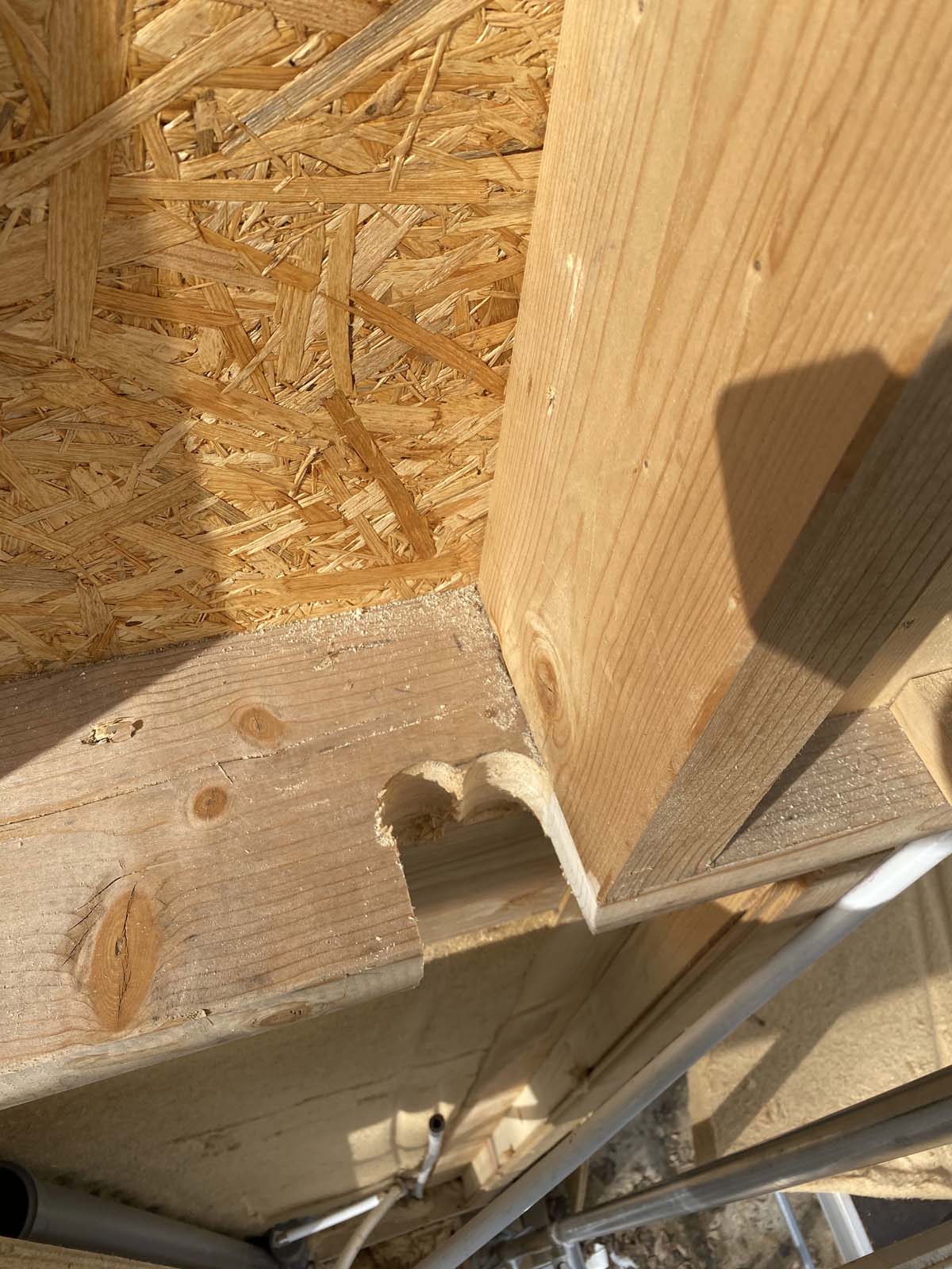 der Specht war auch schon da der Specht war auch schon da