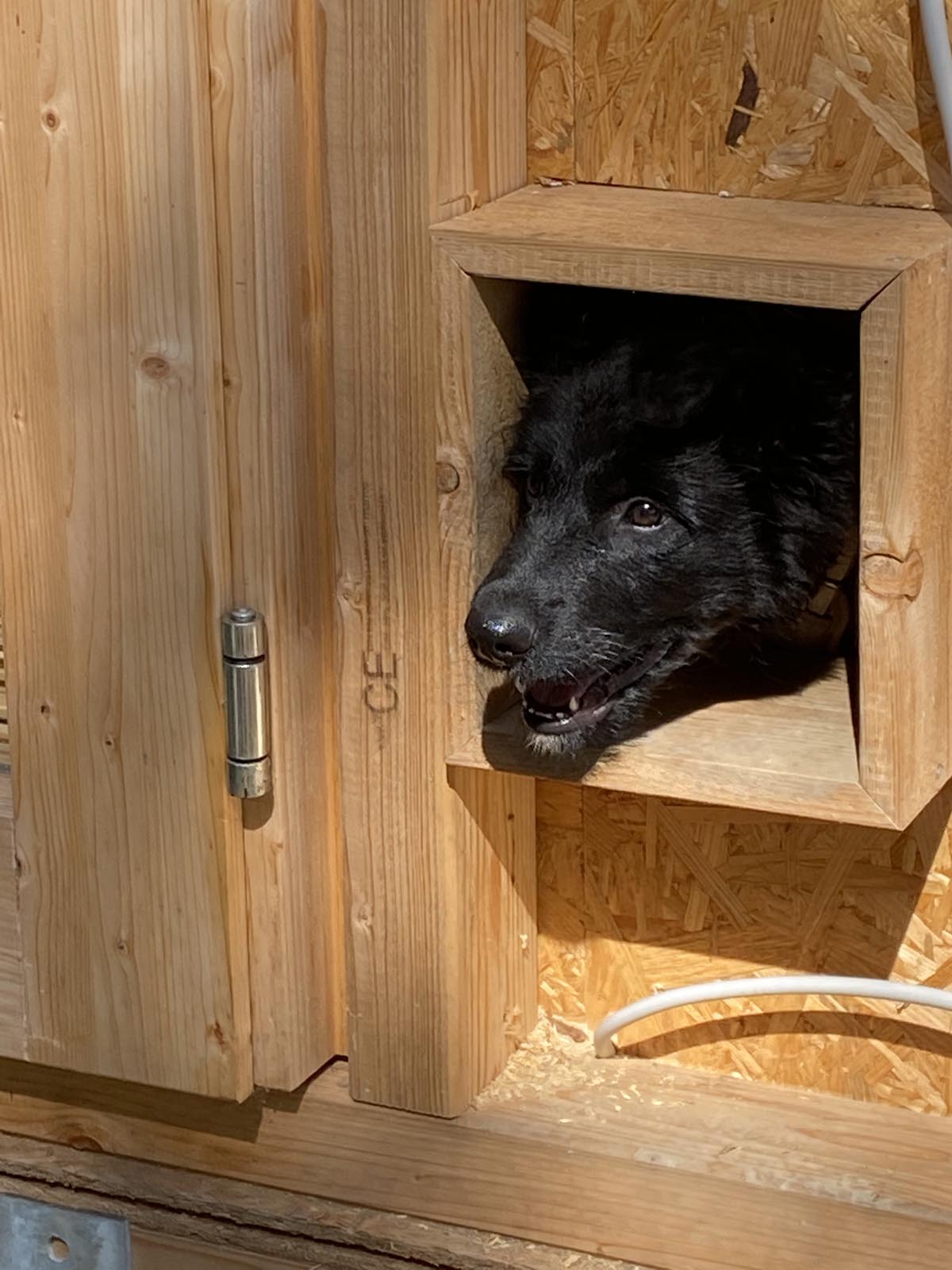 Beorn - der neue Mitbewohner - Altdeutscher Hütehund, Stumper Beorn - der neue Mitbewohner - Altdeutscher Hütehund, Stumper