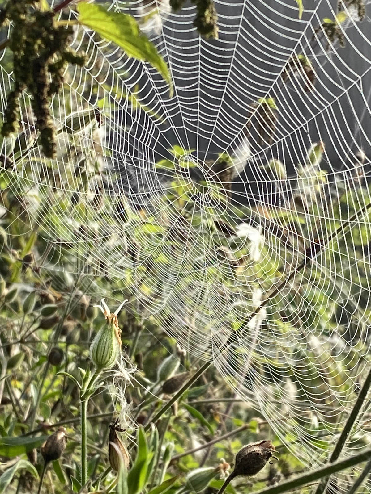 Spinnweben im Morgentau und in der Morgensonne Spinnweben im Morgentau und in der Morgensonne