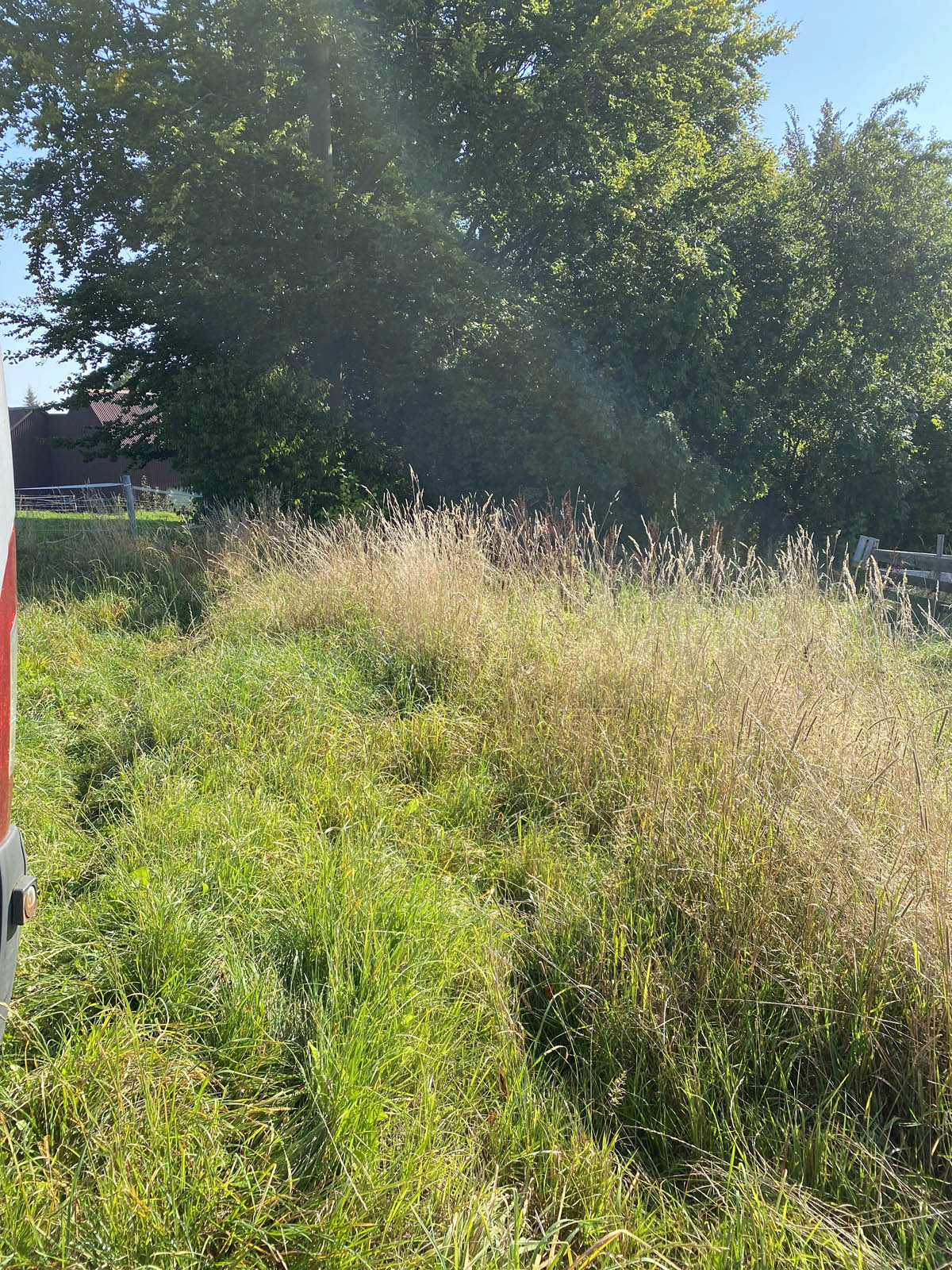 die westliche Zufahrt zur Baustelle - gut zugewachsen die westliche Zufahrt zur Baustelle - gut zugewachsen