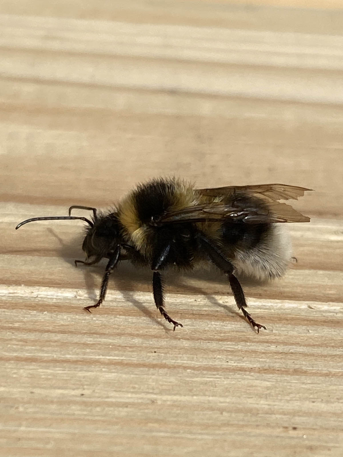 Hummel putz sich gemütlich in der Sonne Hummel putz sich gemütlich in der Sonne