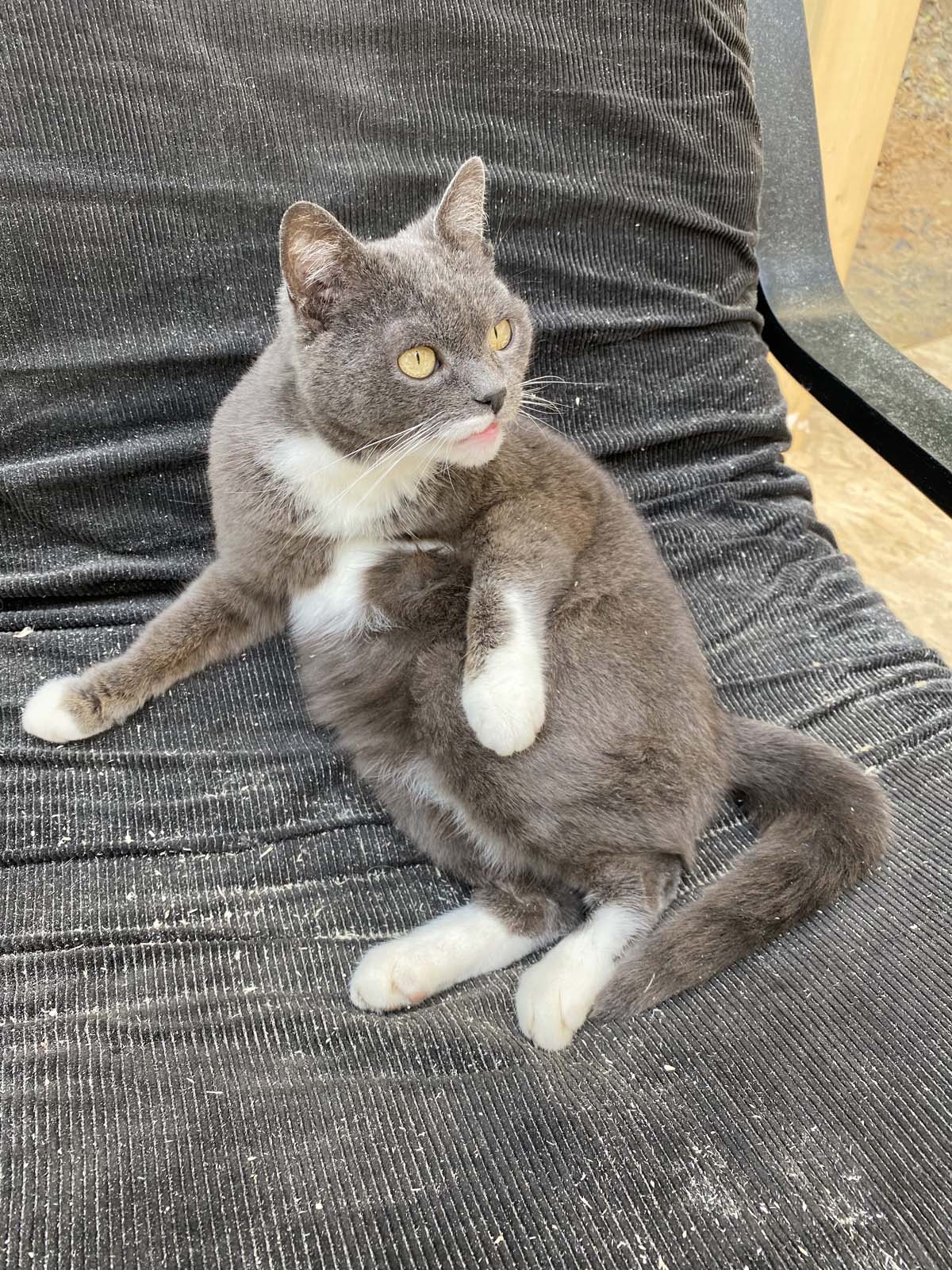 Cheffin Mobbel Cheffin Mobbel