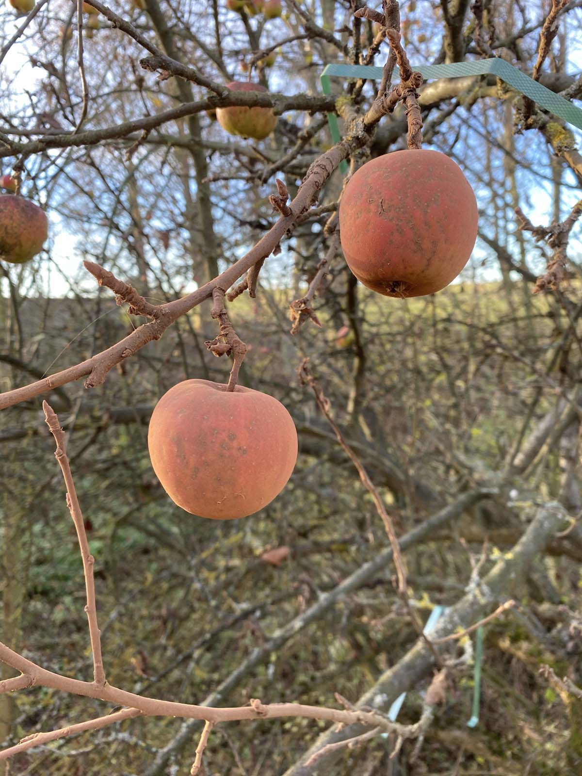 Äpfel eingepudert Äpfel eingepudert