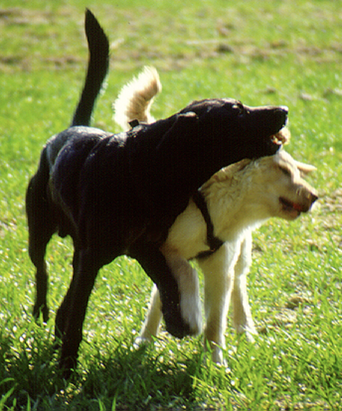 LEO, mein treuer Begleiter und Laurie LEO, mein treuer Begleiter und Laurie