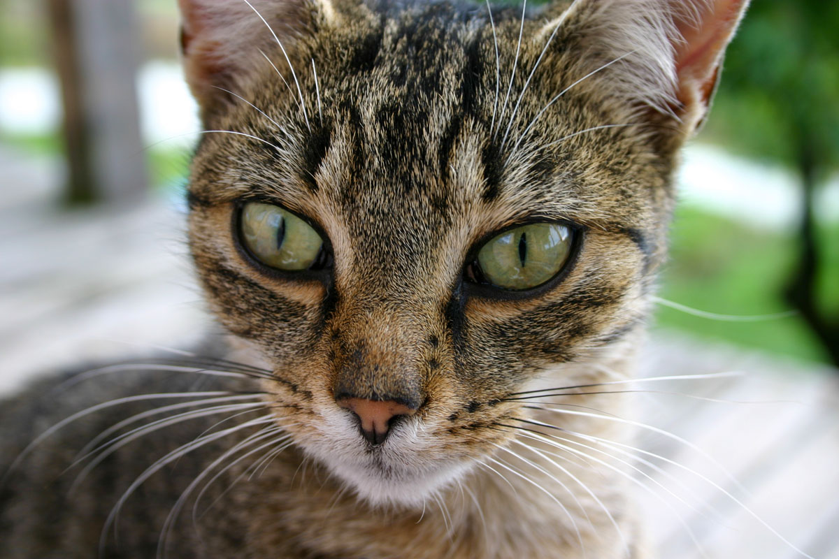 Lily - tiefgründig Lily - tiefgründig